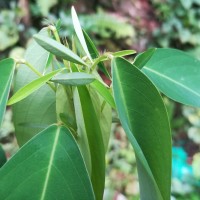 Codariocalyx motorius (Houtt.) H.Ohashi